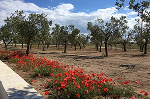 Relais Masseria le Cesine, masseria del Salento per bambini