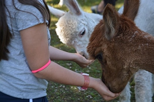 Seefeld con bambini d'estate, alpaca