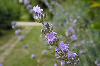 Agriturismo Borgo Santa Maria vicino Orvieto, lavanda