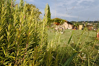 Agriturismo Borgo Santa Maria vicino Orvieto, il giardino