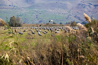 Cosa fare in Israele con i bambini, Hula Valley