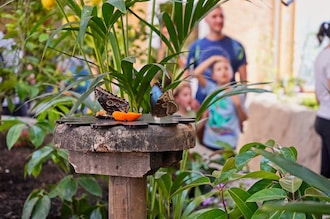 ZoomTorino_Oasi Farfalle_feeding