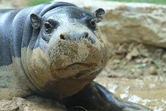 Giardino zoologico di Pistoia, ippopotamo