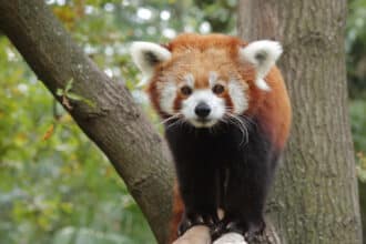 Giardino zoologico di Pistoia, panda minore