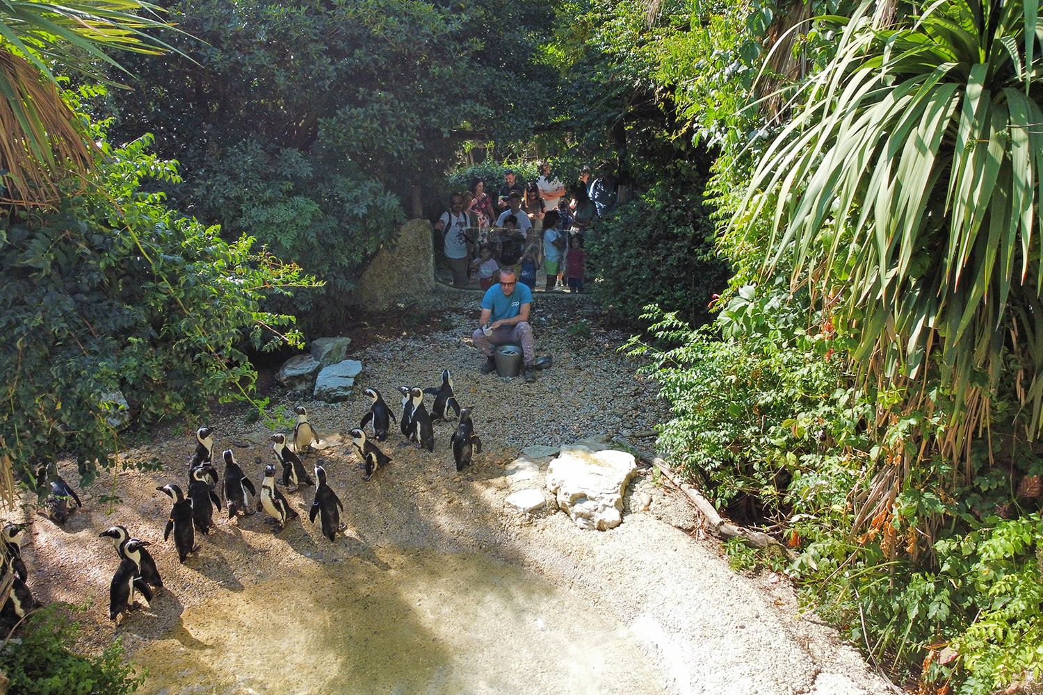 Giardino zoologico di Pistoia, talk pinguini