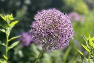 GardoneRiviera_GiardinoHeller_fiore_viola_phGrottoM