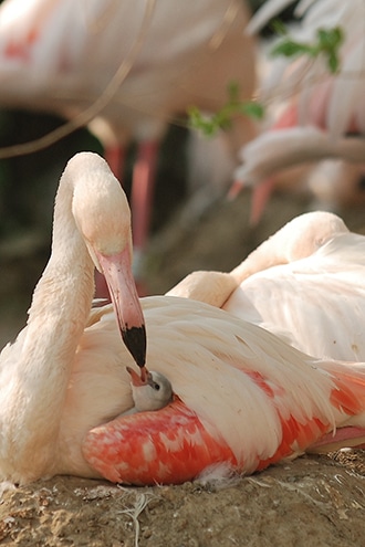 Giardino zoologico di Pistoia, fenicotteri rosa