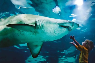 Giornata mondiale dello squalo: gli appuntamenti all'Acquario di Cattolica