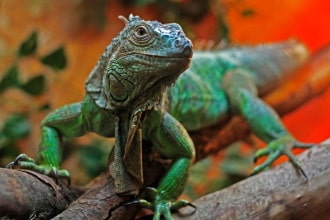 Iguana Tropicarium