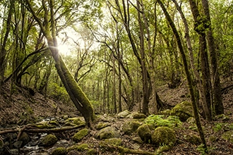 Parco Nazionale di Garajonay, La Gomera