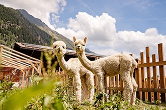 Zoo fattoria allo Schneeberg Resort in Alto Adige