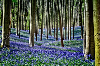 Fioritura BlueBell di Hallerbos nelle Fiandre