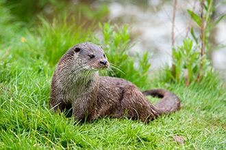 lontra, foto iStock