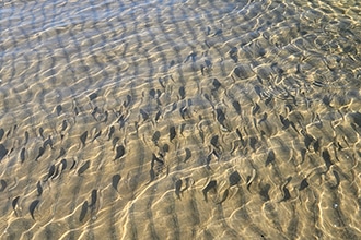 Pesciolini in mare a Pesaro