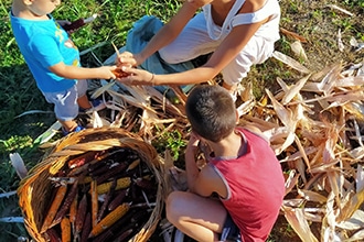 Raccolta pannocchie di mais con i bambini all'azienda BioFan