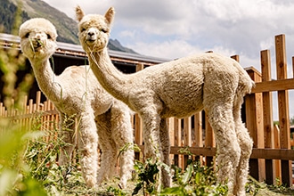 Schneeberg zoo fattoria