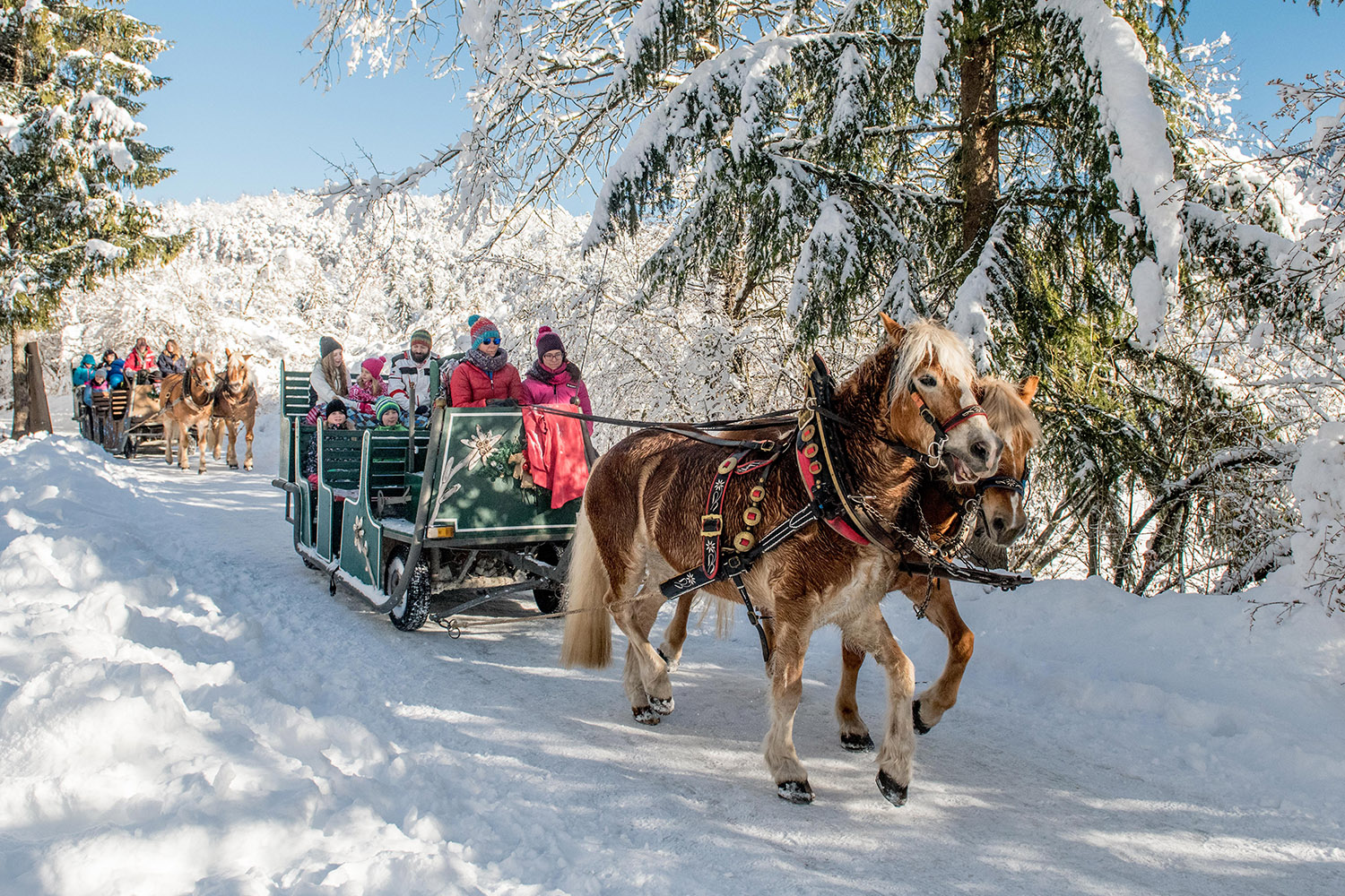 Slitta con i cavalli ad Andalo in inverno