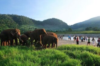 Chiang-Mai-Elephant-Camp