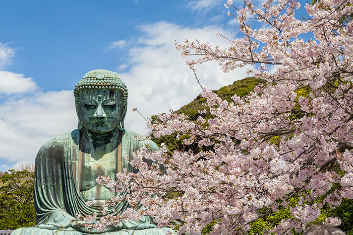 Statua del Grande Buddha (Kamamura, Giappone) circondata da fiori di ciliegio