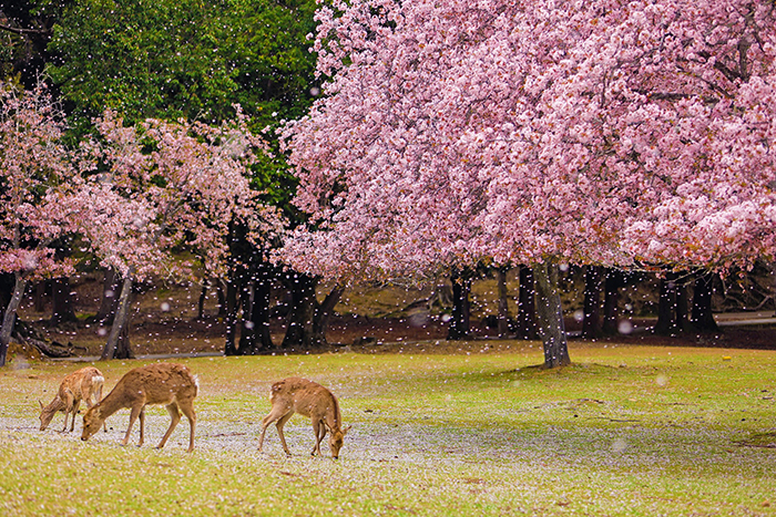 Parco di Nara e ciliegi in fiore